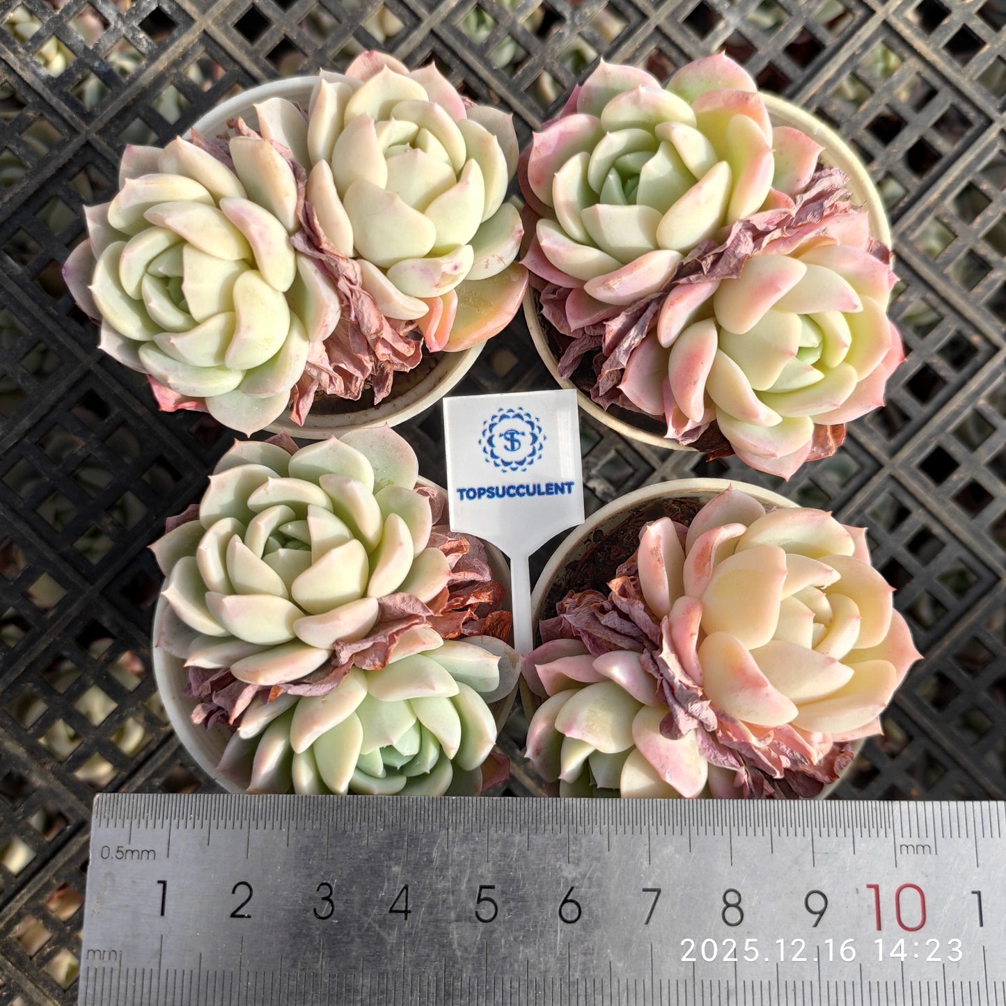 23536 Echeveria Pink Fragrance (7cm pot size)