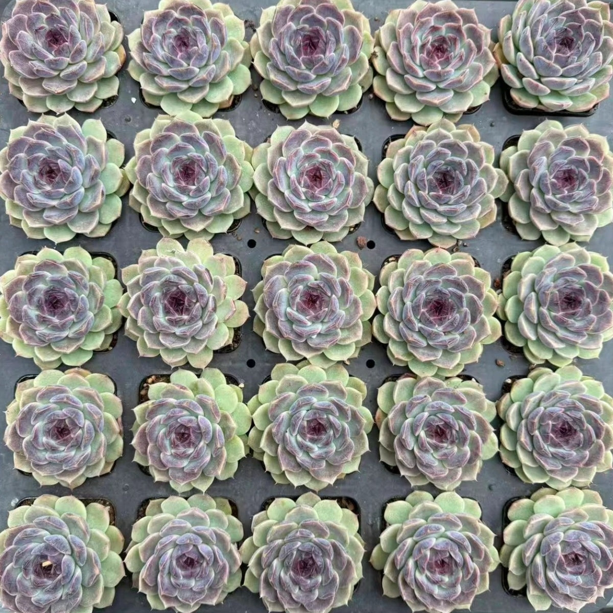 21118 Echeveria Purple Glaze (7cm pot size)