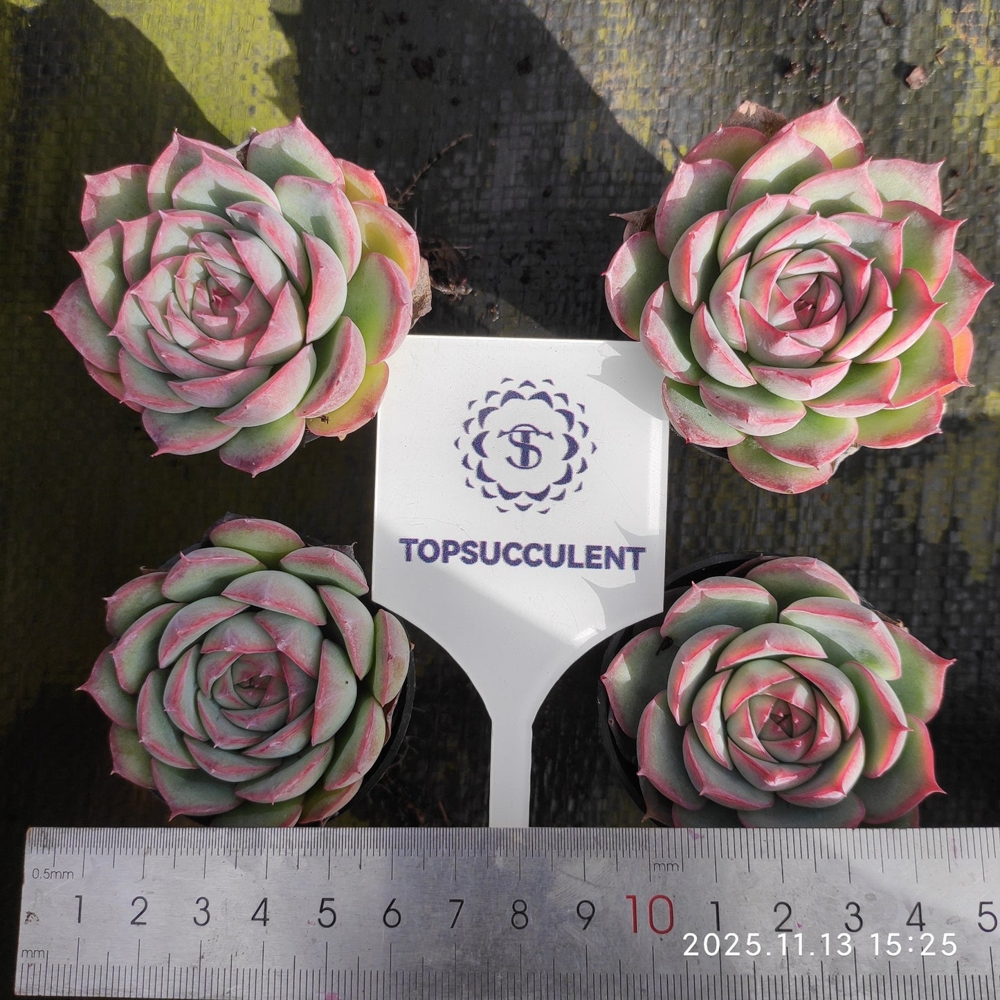 50179 Echeveria Silhouette (5.5cm pot size)