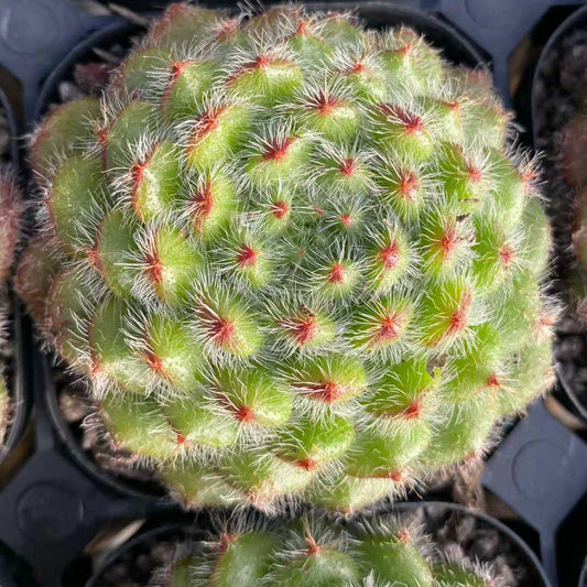 15448 Echeveria Golden Fruit (6.3cm pot size)