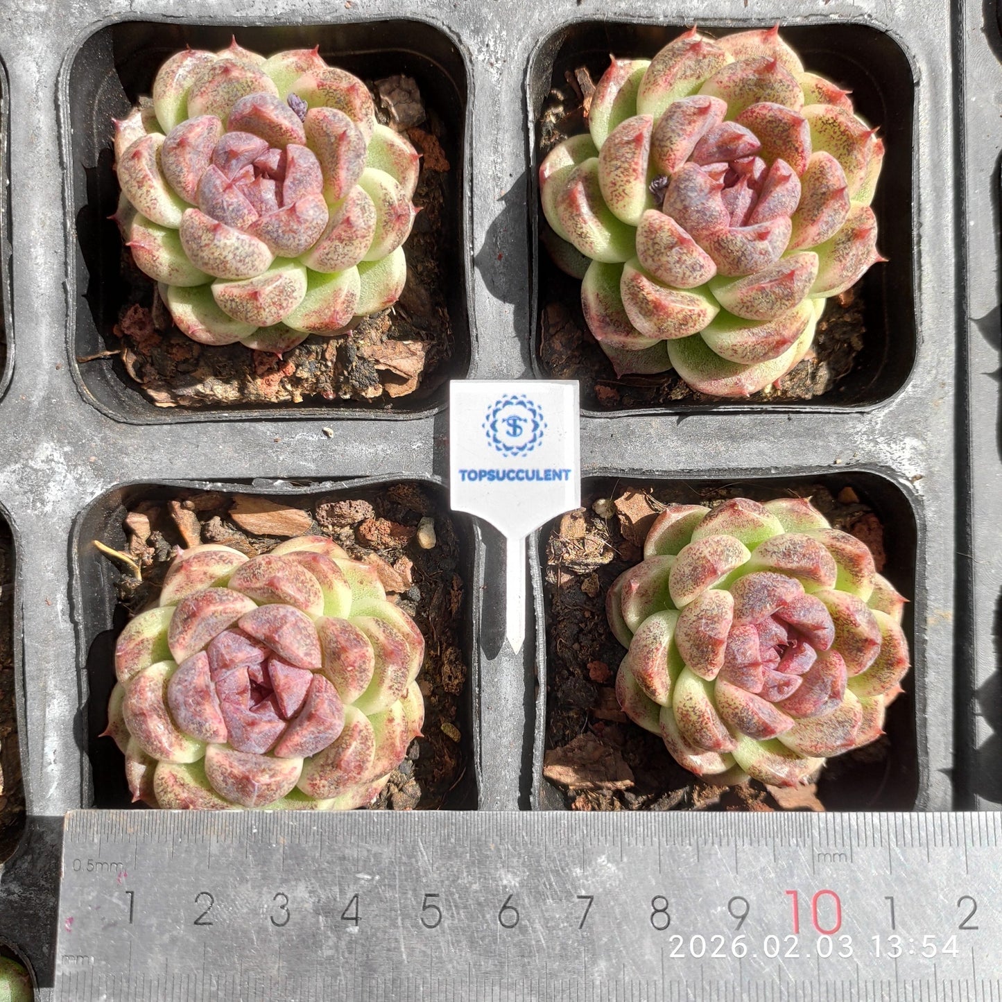 25660 Echeveria Black Chocolate (6.5cm pot size)