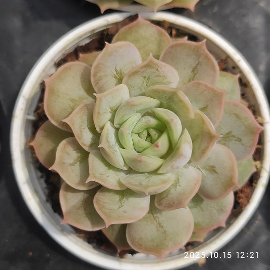 19021 Echeveria Onslow (5.5cm pot size)