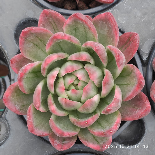 14434 Echeveria Crystal Jenny (9cm pot size)