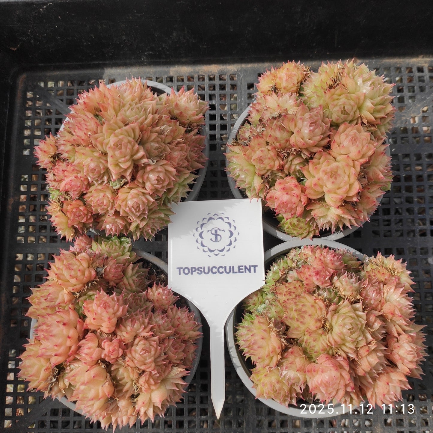 18286 Echeveria White Soda x Malgan (9cm pot size)