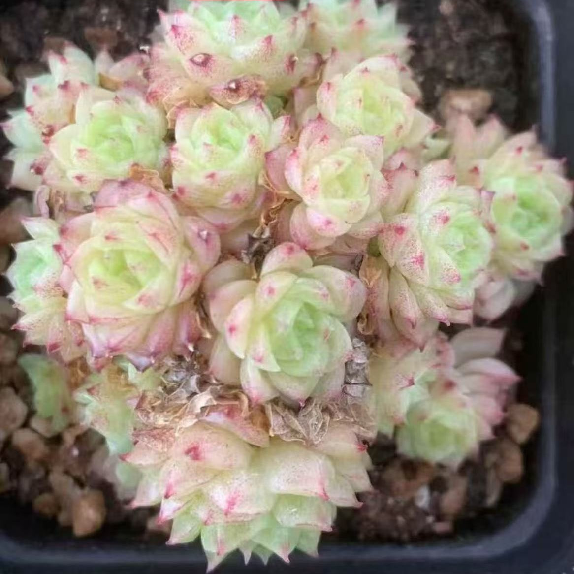 20333 Echeveria Chante (7cm pot size)