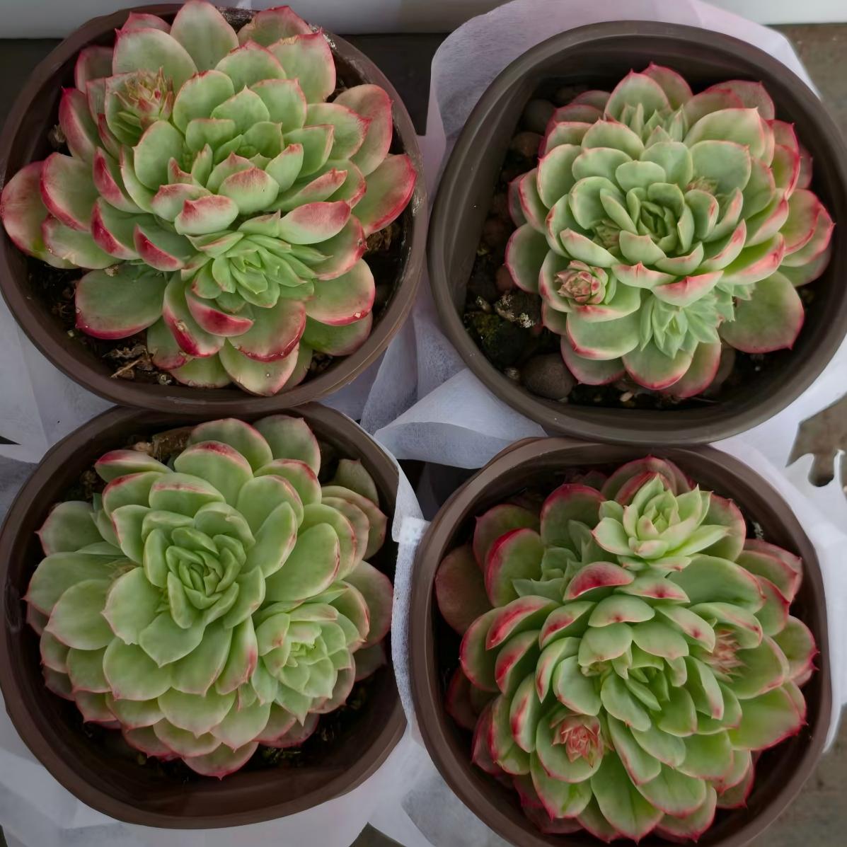 24457 Echeveria Lime & Chilly Variegated (12cm pot size)