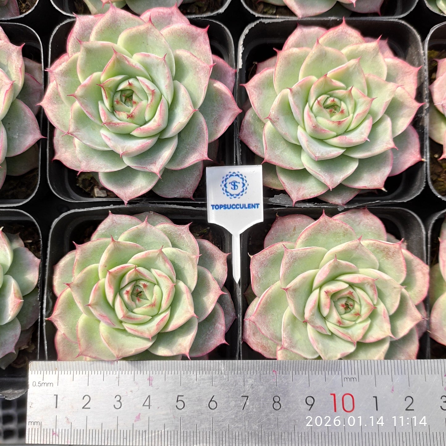 22426 Echeveria Line Queen (7cm pot size)