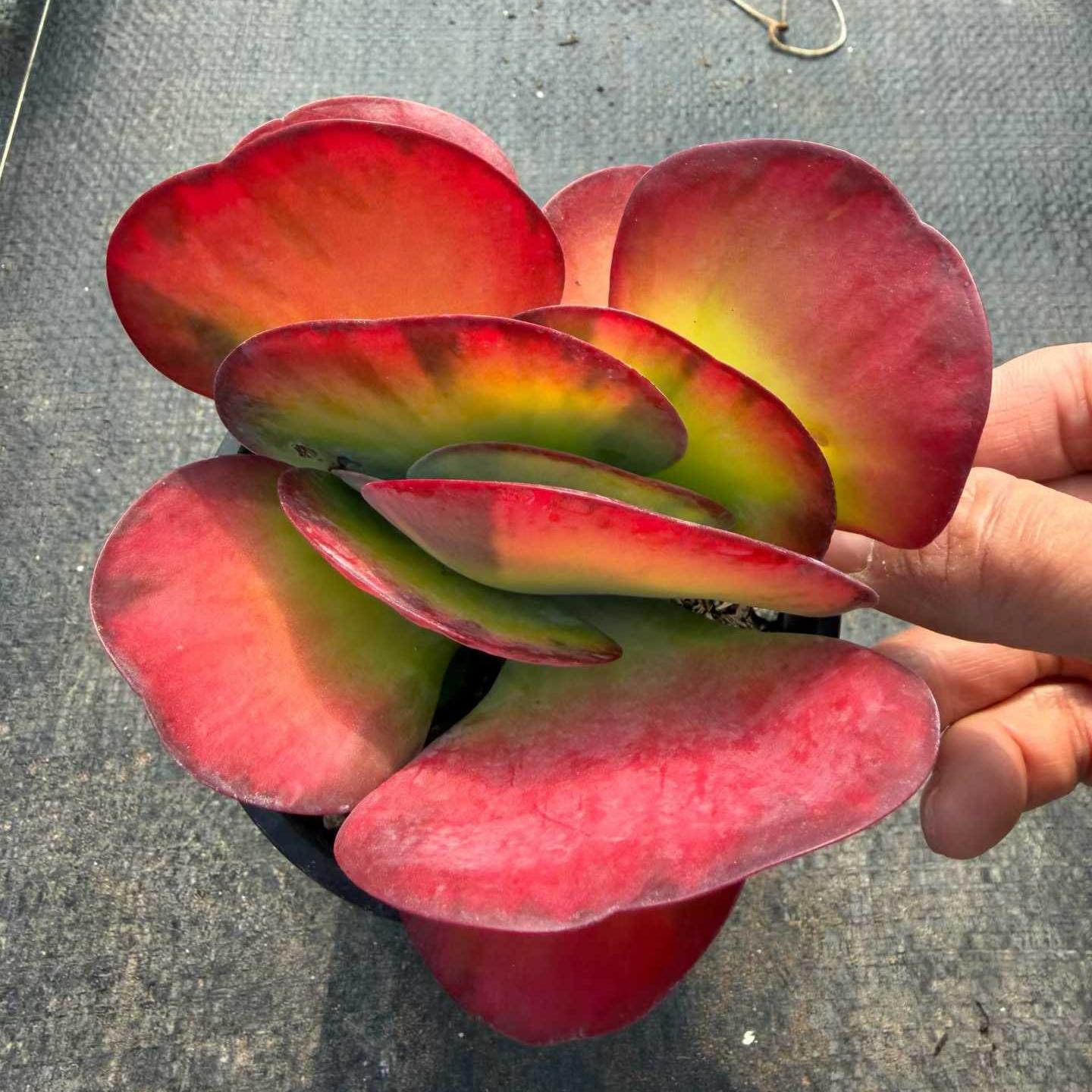 25385 Echeveria Kalanchoe Thyrsifolia Variegated (12cm pot size)