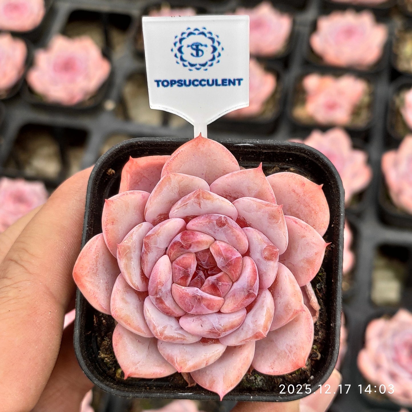 23770 Echeveria Elly Queen Hyb (5.5cm pot size)