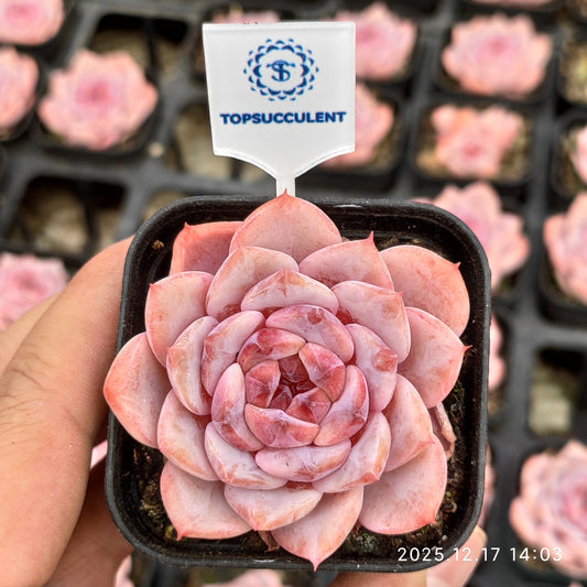 23770 Echeveria Elly Queen Hyb (5.5cm pot size)