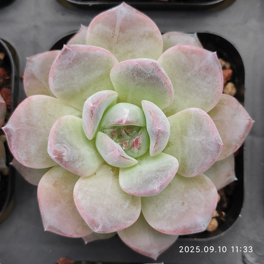 HG033 Echeveria Malgan Hyb(7cm pot size)