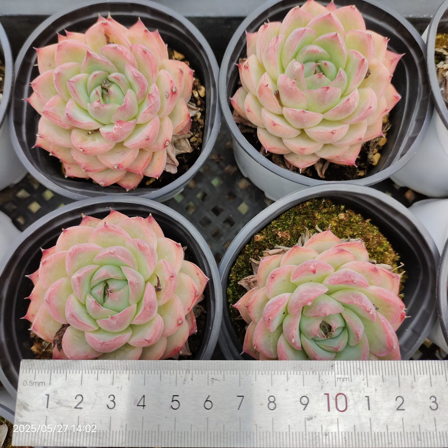 1081 Echeveria Silhouette (9cm pot size)
