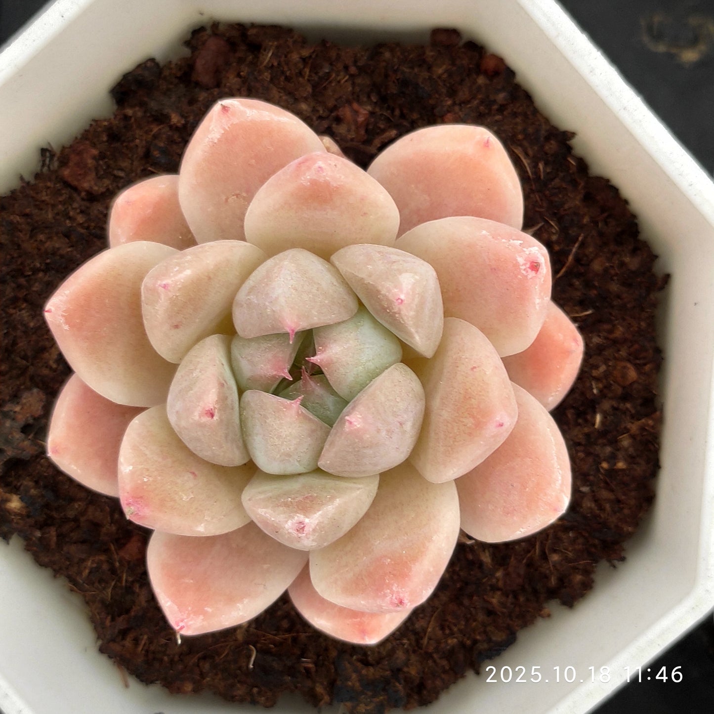 YBB136 Echeveria Dream Suit(7cm pot size)