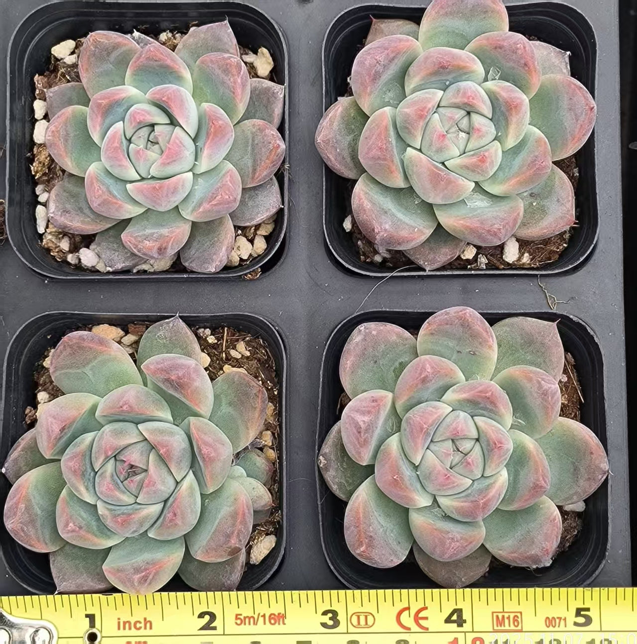 11670 Echeveria Alba Beauty (6.5cm pot size)