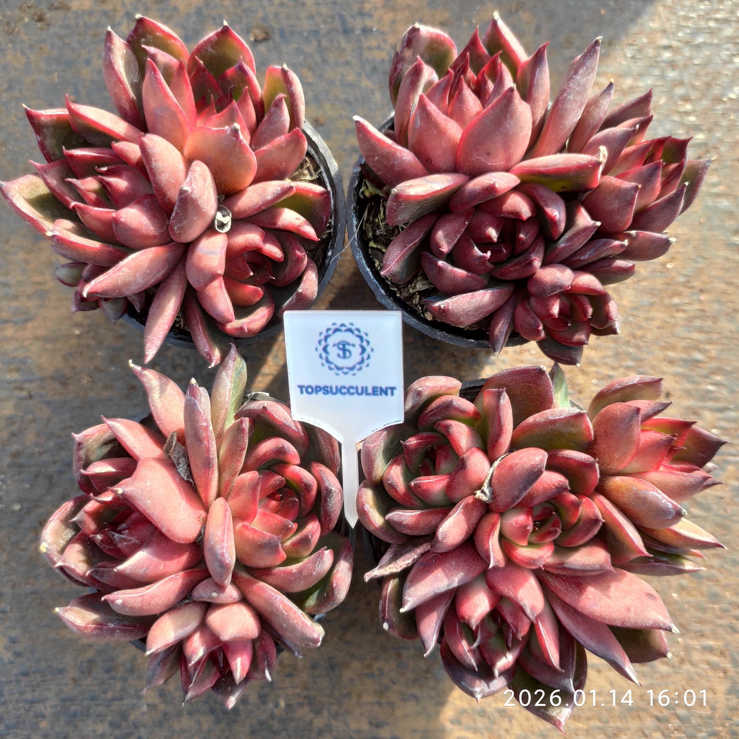 22491 Echeveria Wild Horse (5.5cm pot size)