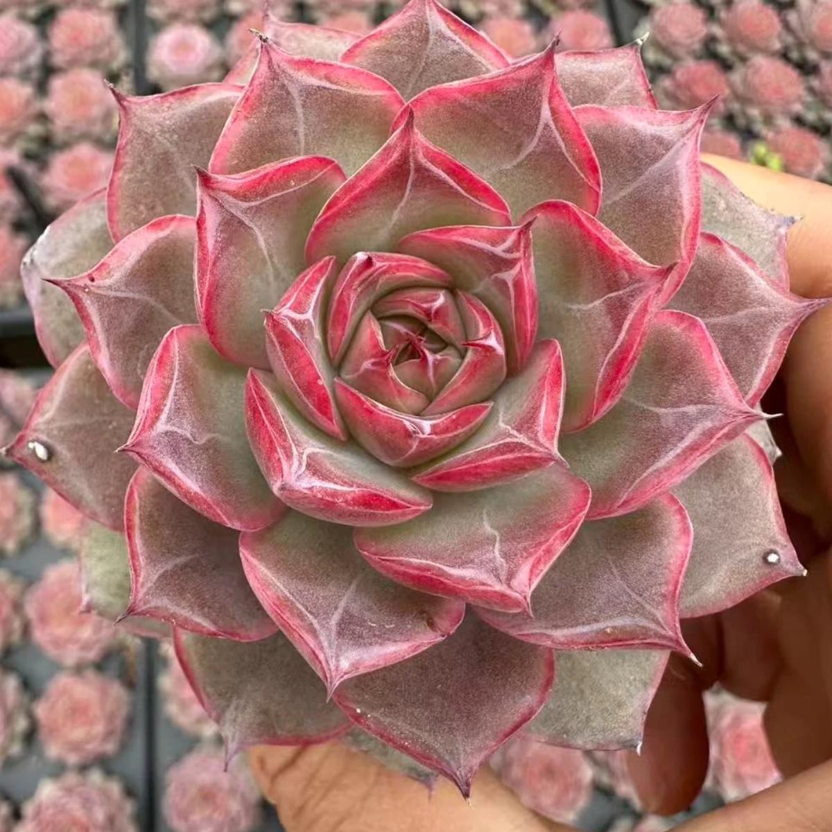 22628 Echeveria Virgo (5cm pot size)