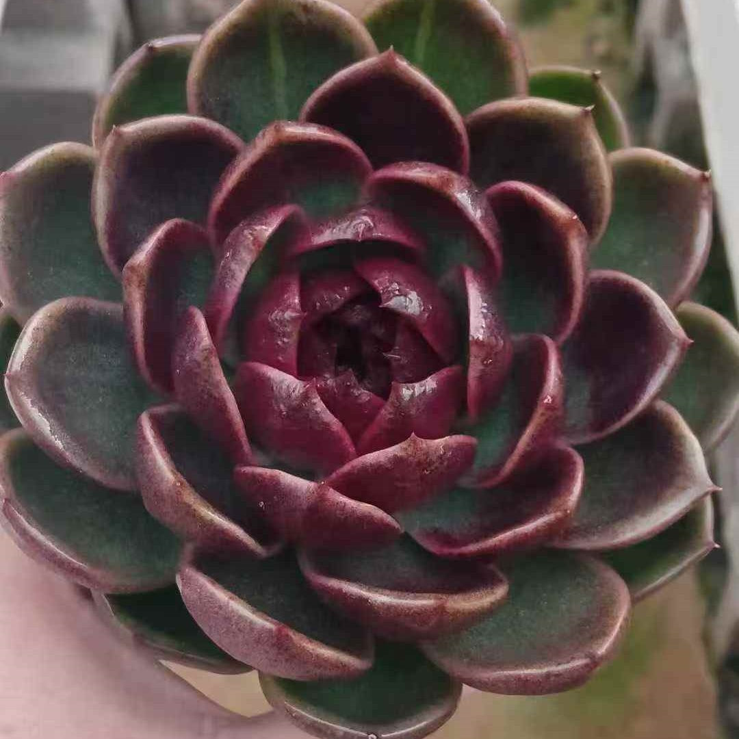 23637 Echeveria Mystic Crystal Orange (9cm pot size)