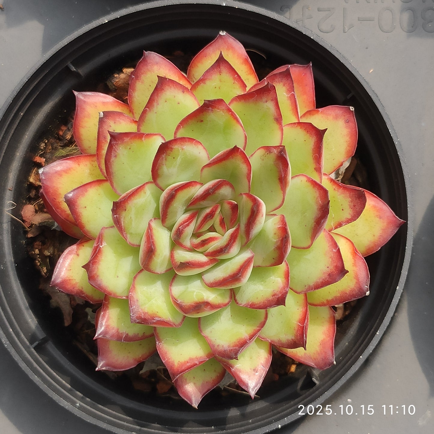 ZZA316 Echeveria Mexico Pulidones(9cm pot size)