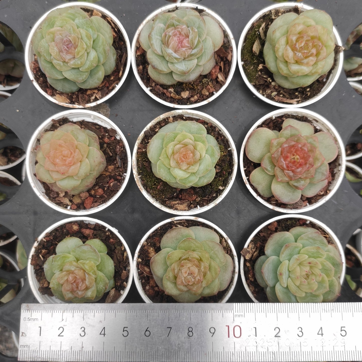 20646 Echeveria Ice x White Fat (5.5cm pot size)