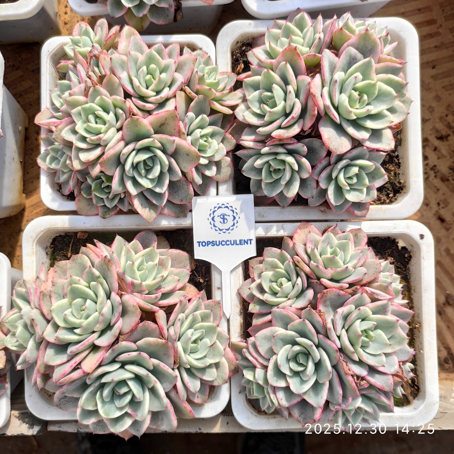 24120 Echeveria Peaches & Cream Variegated (9cm pot size)