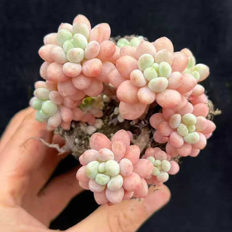 22008 Echeveria Rococo (7cm pot size)