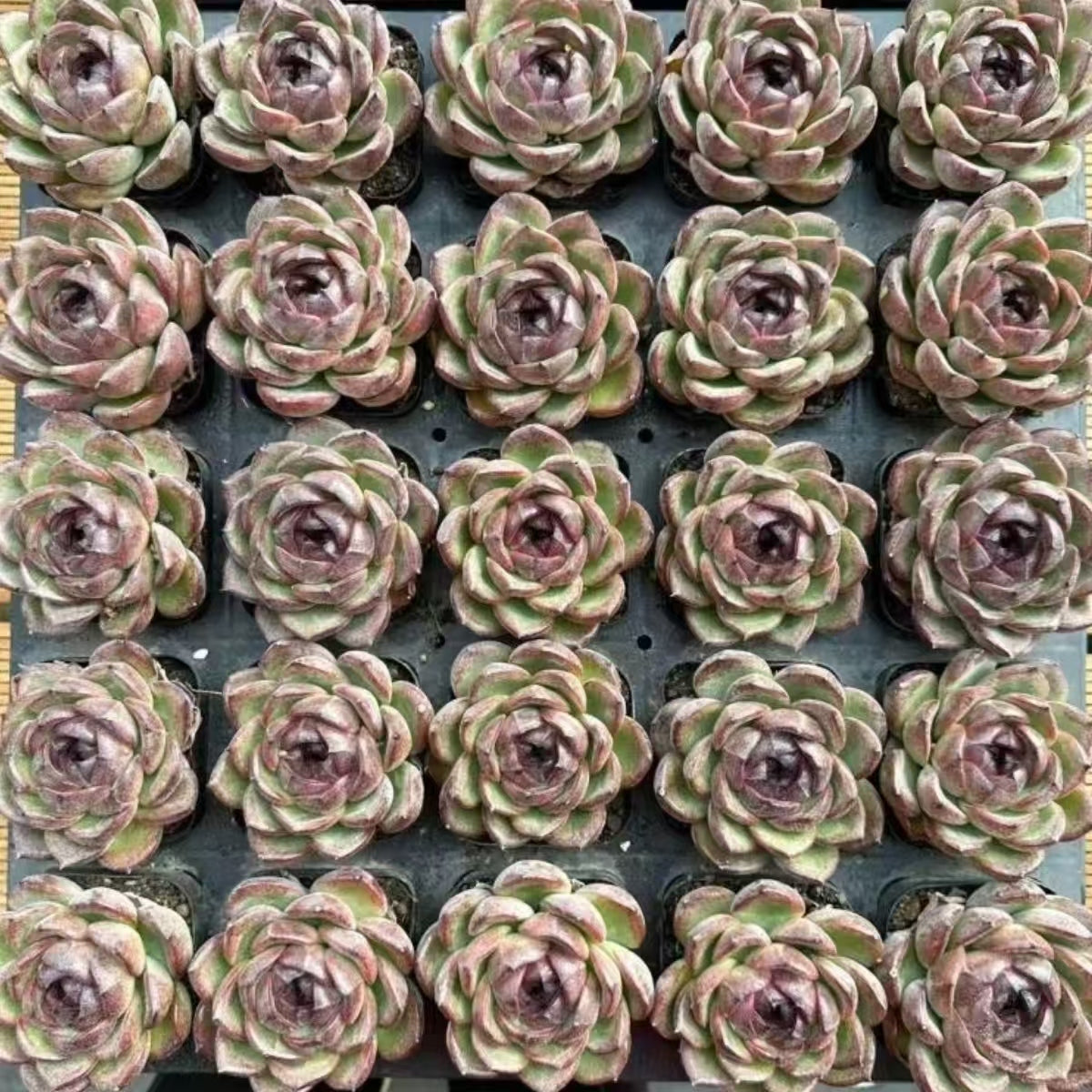 21171 Echeveria Styx (7cm pot size)