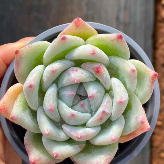 25399 Echeveria White Ratam (9cm pot size)