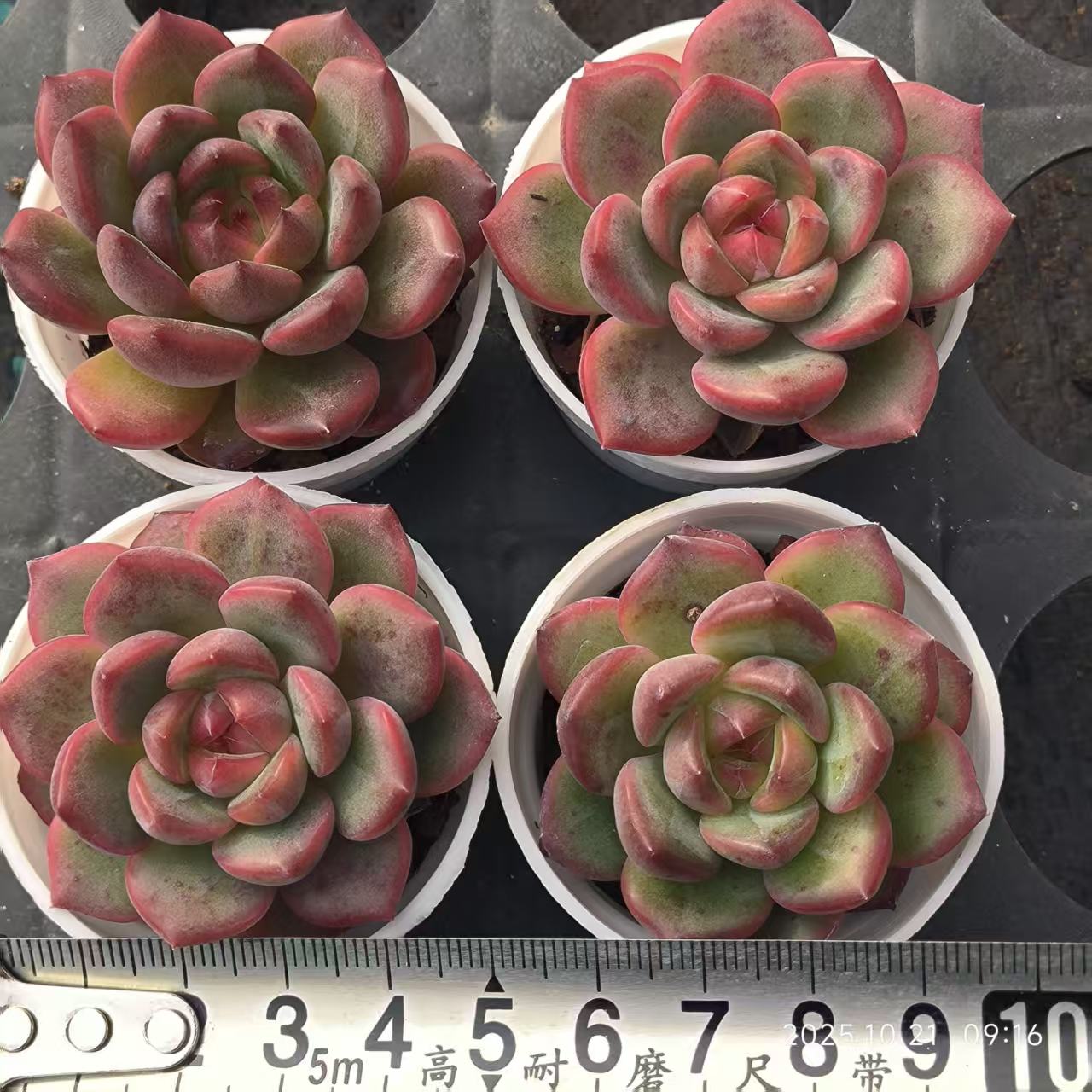 XL124 Echeveria Lolly Jenny(5cm pot size)