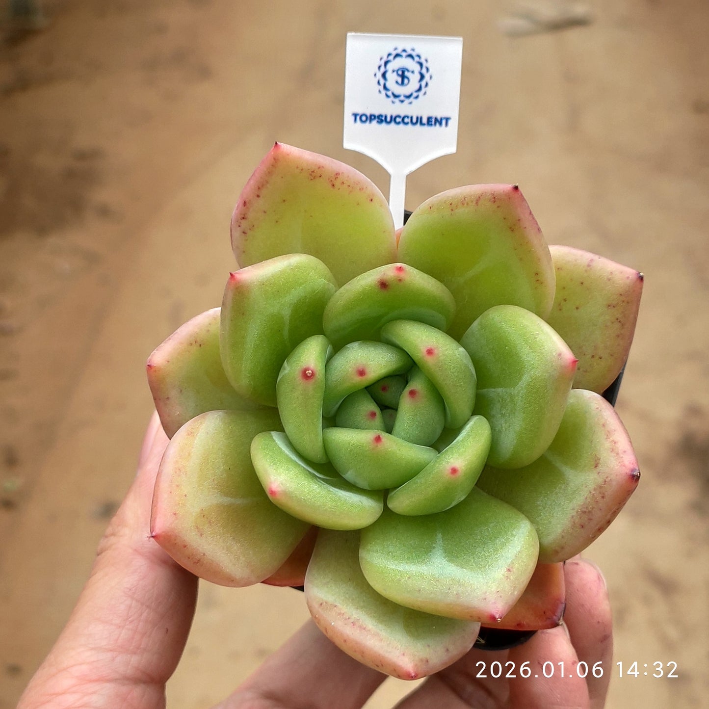 20761 Echeveria Rainbow Dragon (7cm pot size)