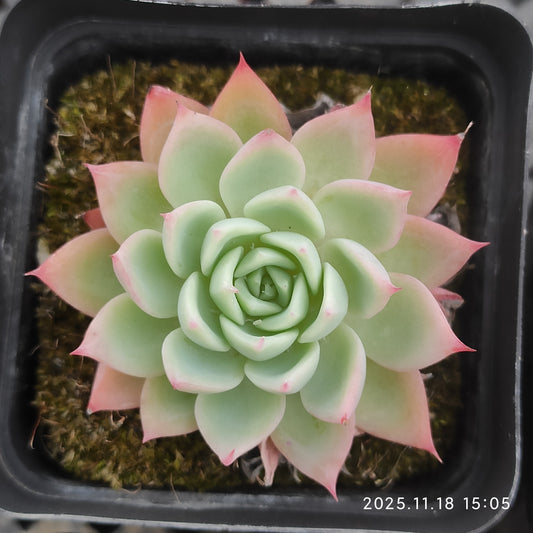 T1697 Echeveria Pansy (7cm pot size)