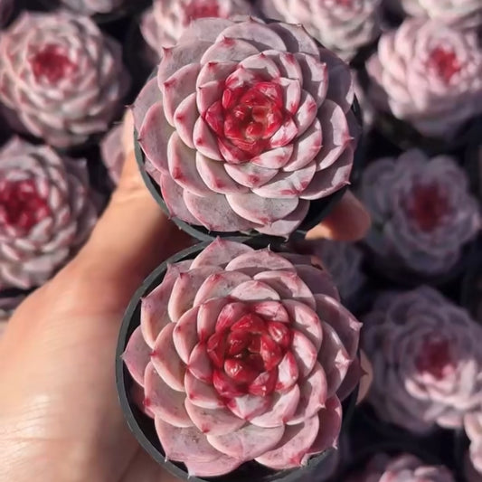 25300 Echeveria Red Velvet (6.5cm pot size)