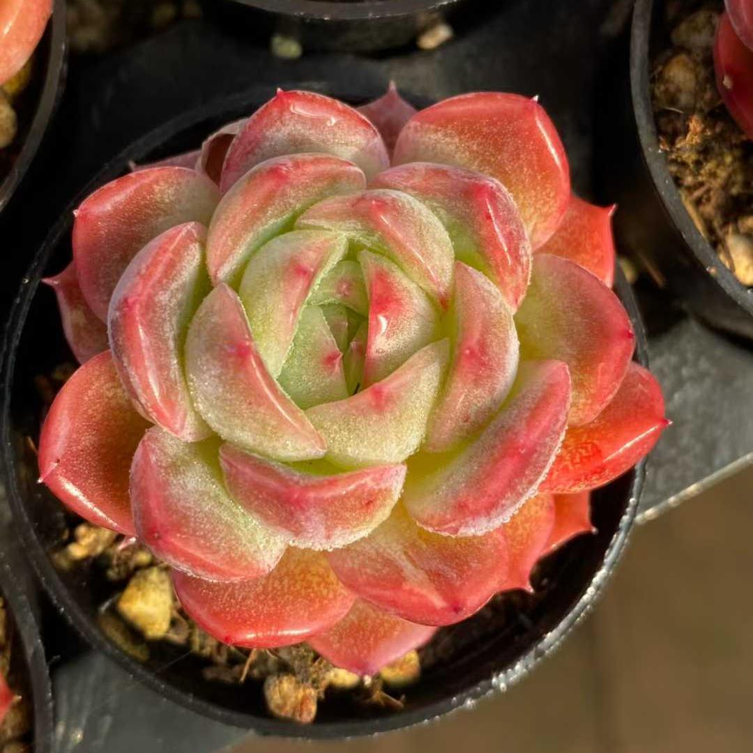 22700 Echeveria Sicily Hyb (5.5cm pot size)