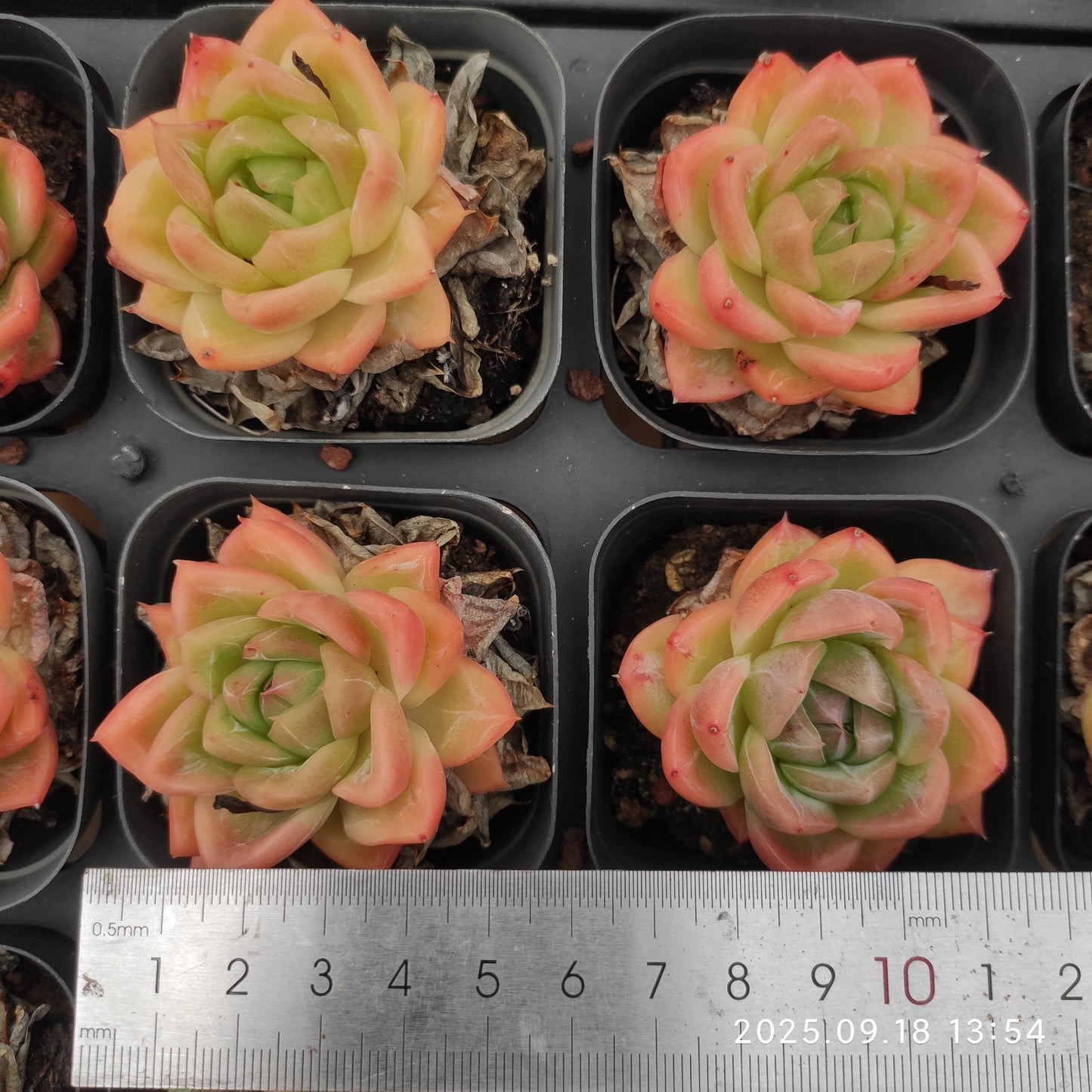 LMM395 Echeveria White Snow Angel(6.5cm pot size)