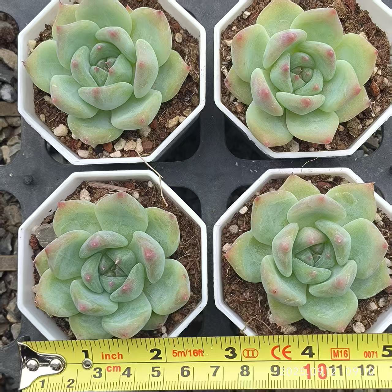 RDD277 Echeveria White Ratam(7cm pot size)