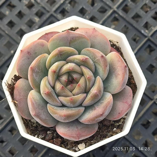 21935 Echeveria Candied Haws (6.5cm pot size)