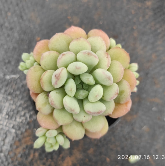 MMT689 Echeveria Bean Sprouts