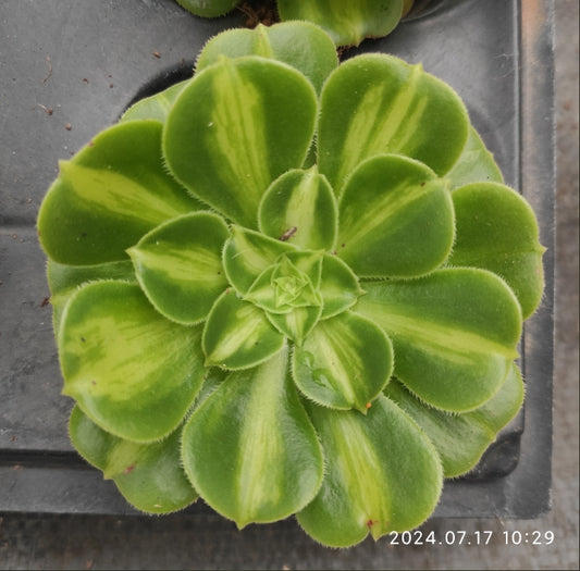 YF305 Aeonium Jadeite Colored Glaze