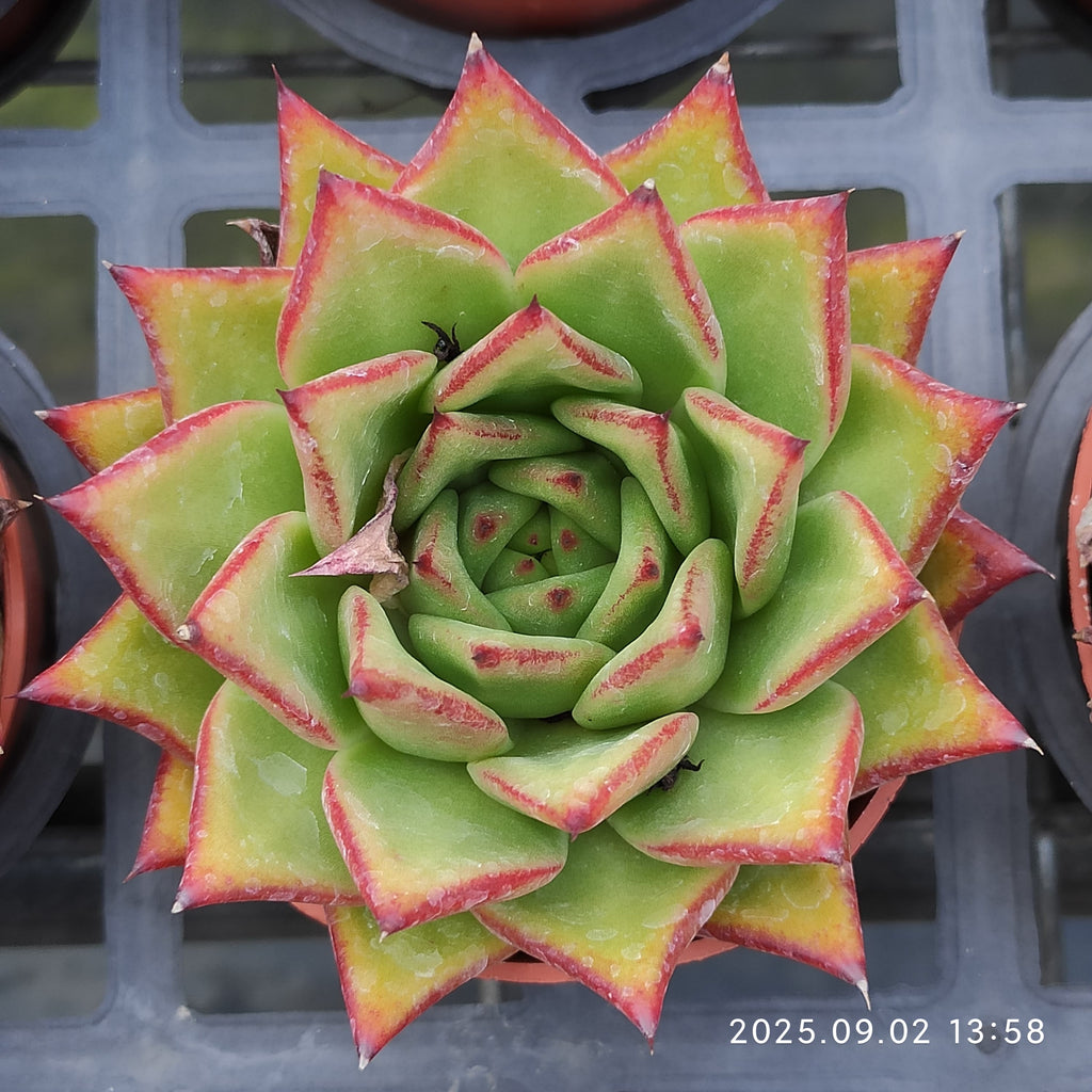 ZXX269 Echeveria Lip Stick(9cm pot size)