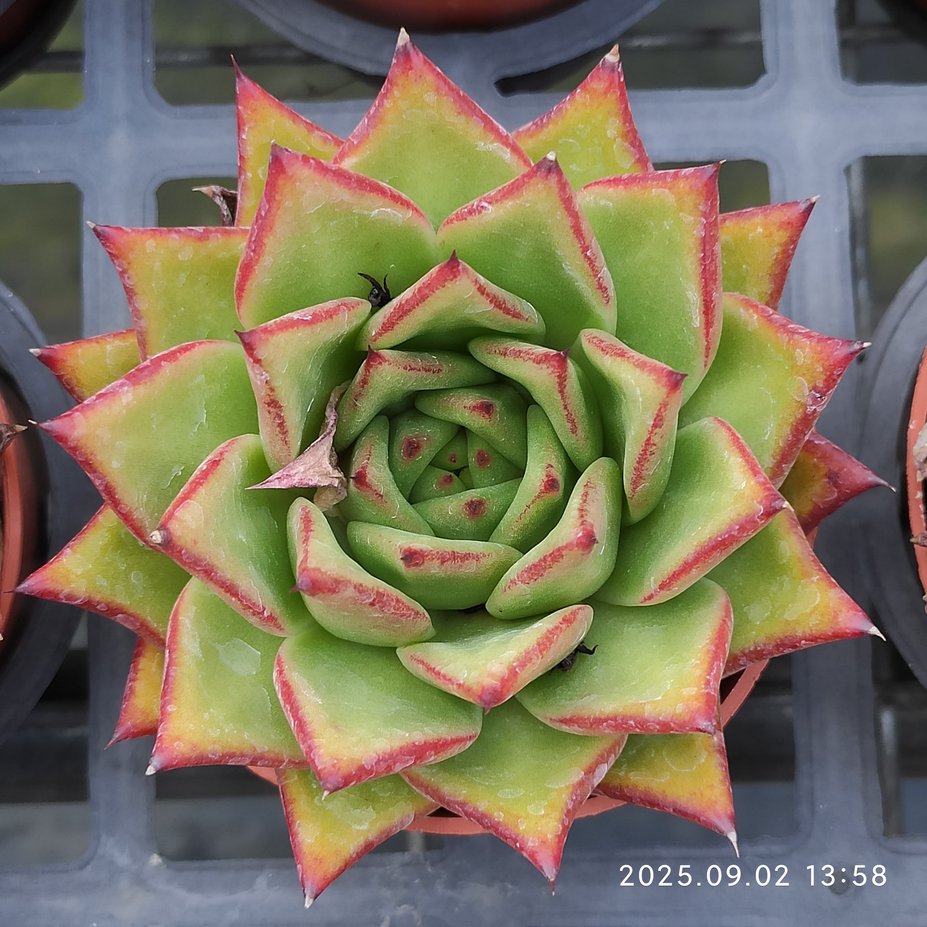 ZXX269 Echeveria Lip Stick(9cm pot size)