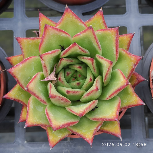 ZXX269 Echeveria Lip Stick(9cm pot size)