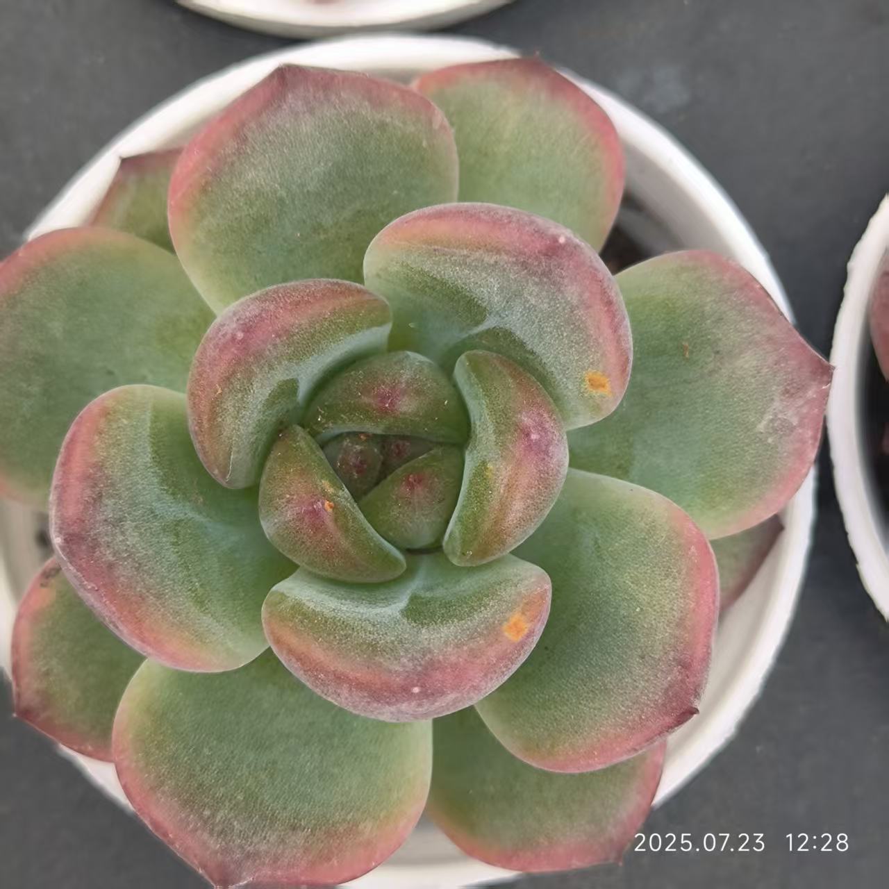XL102 Echeveria Madonna x Esther(5cm pot size)