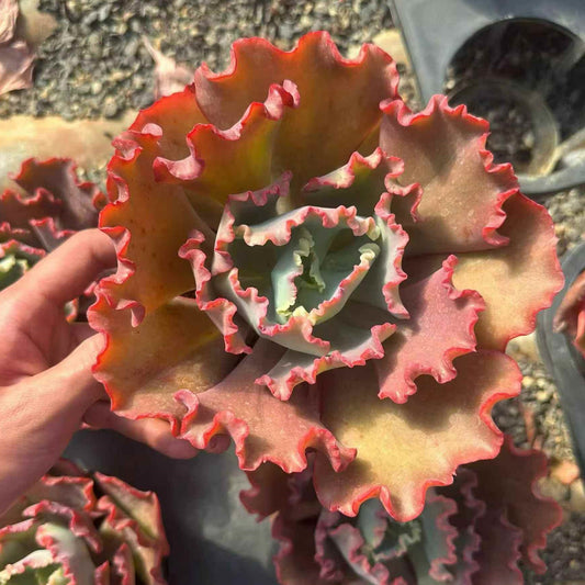 24065 Echeveria Meridian (14cm pot size)