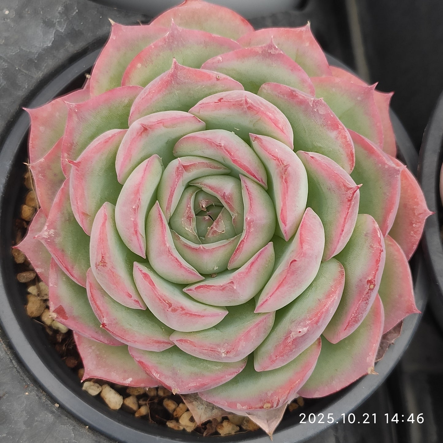 T1513 Echeveria Silhouette (9cm pot size)