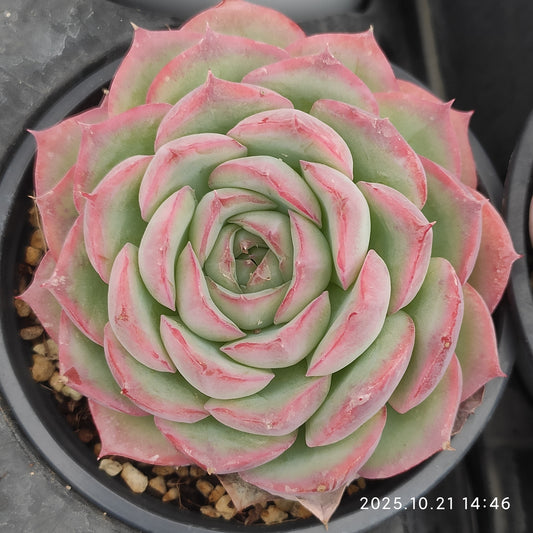 T1513 Echeveria Silhouette (9cm pot size)