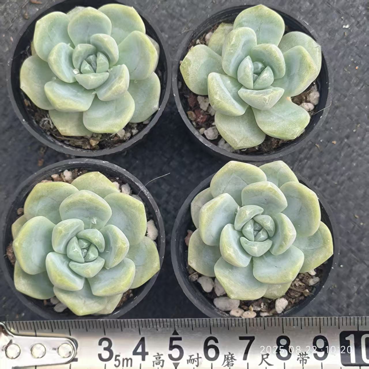 LYC191 Echeveria Ice Green(6.5cm pot size)