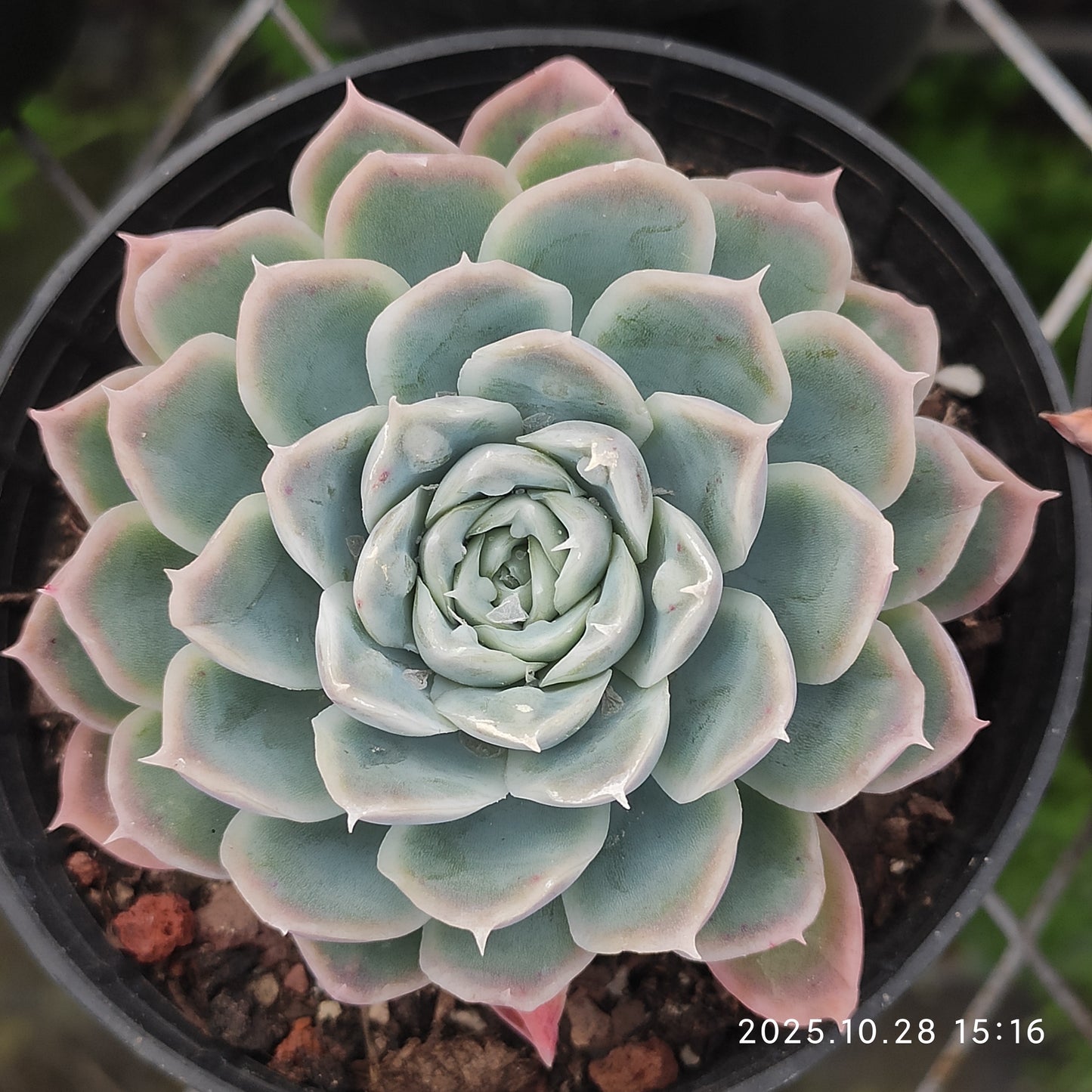 22216 Echeveria Ice Point (7cm pot size)