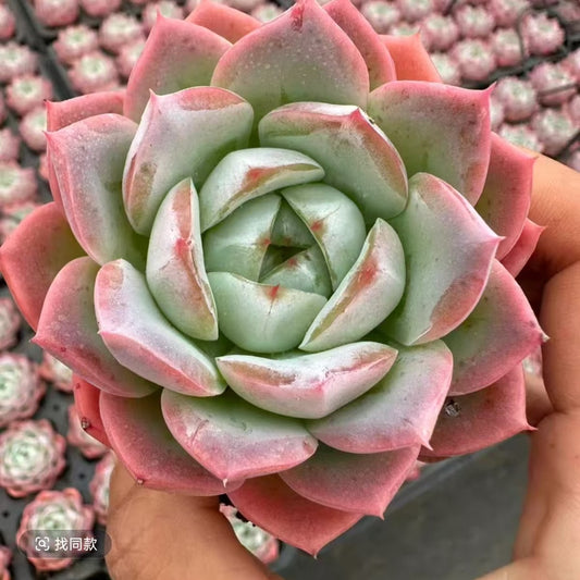 22069 Echeveria Ink Ice (7cm pot size)