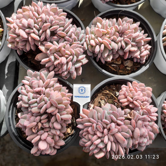 25615 Echeveria Carnelian Cristata (9cm pot size)