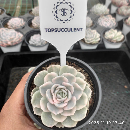 19675 Echeveria Snow Ball Variegated (9cm pot size)
