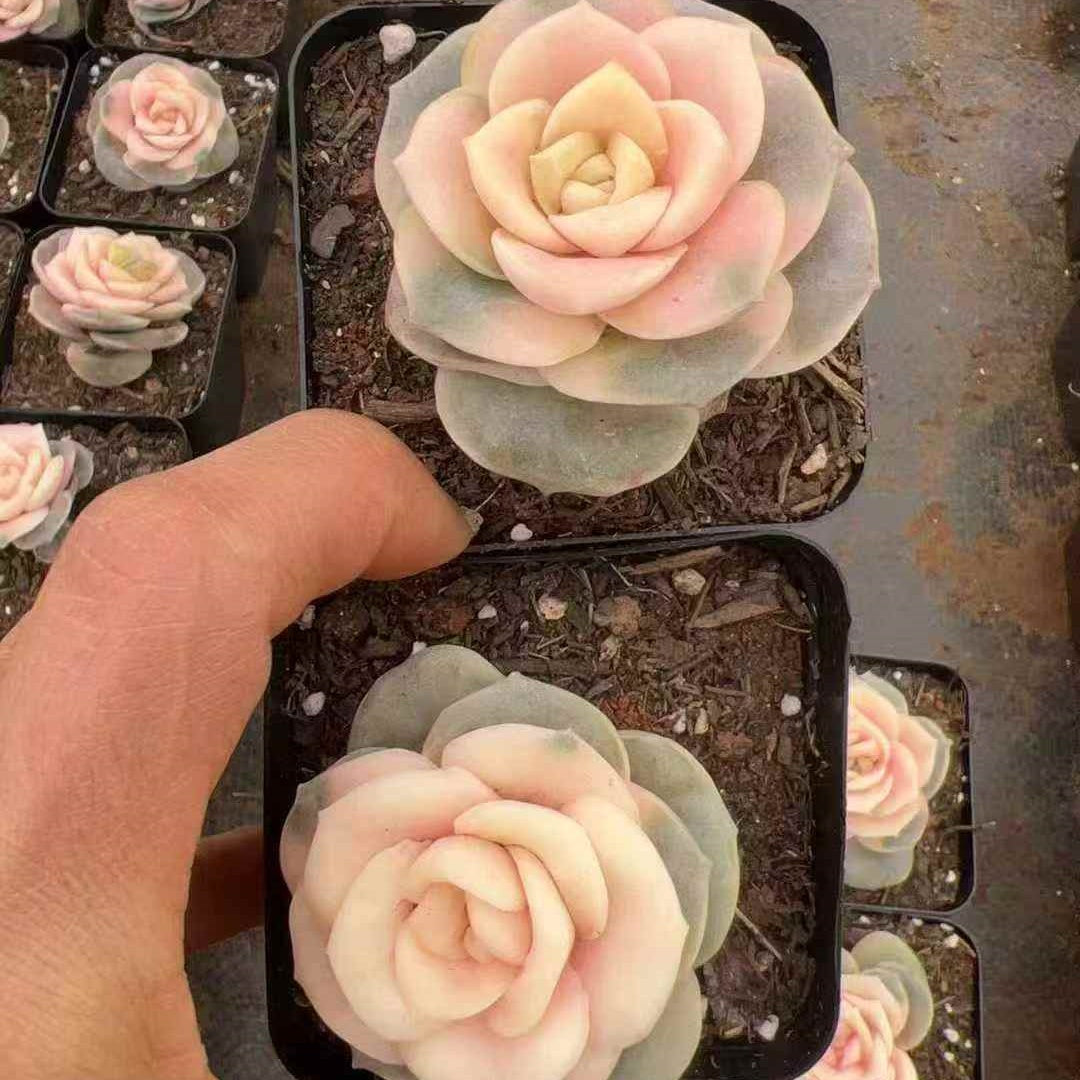 24458 Echeveria Lovely Rose (7cm pot size)